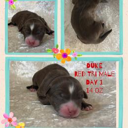 Duke - Red tri-color male Australian Shepherd puppy in Marshall, Virginia from Greywood Farm Aussies
