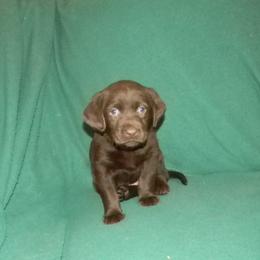 Girl 4 Purple  Collar - Chocolate female Labrador Retriever puppy in Hartley, California from Mathew's Labradors