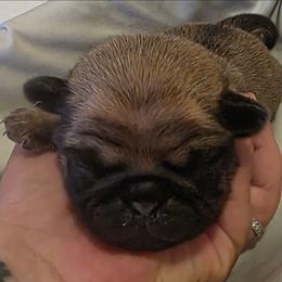 Green Collar Boy - Fawn male Pug puppy in New Braunfels, Texas from Kex Pug Haus