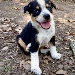 Australian Cattle Dog, Australian Shepherd, Companion Cross, and Miniature Australian Shepherd Puppies from MK Aussies