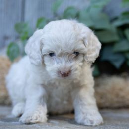Olaf - Cream male Cockapoo puppy in Seattle, Washington from Sweet Home Doodles