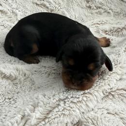 Noel - Black and tan female Cavalier King Charles Spaniel puppy in Melrose, Florida from Magnolia Hill Cavaliers and Doxies