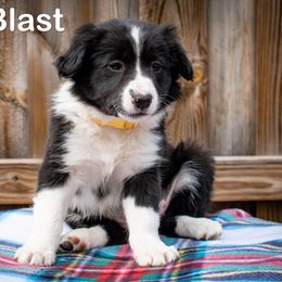 Scandal - female Sporty Mix puppy in Oshkosh, Wisconsin from Turbo Border Collies & Sporty Companion Crosses