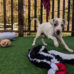 Italian Greyhound Puppies from Divine Italian Greyhounds