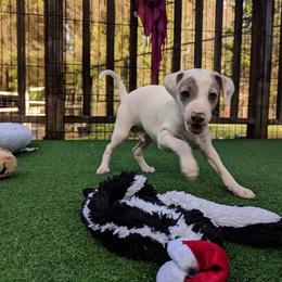 Italian Greyhound Puppies from Divine Italian Greyhounds