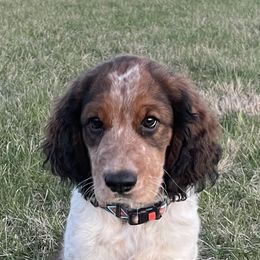 English Springer Spaniel All Grown Up from Sugar Creek Springer Spaniels