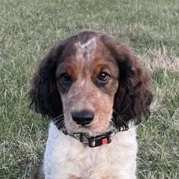 English Springer Spaniel All Grown Up from Sugar Creek Springer Spaniels