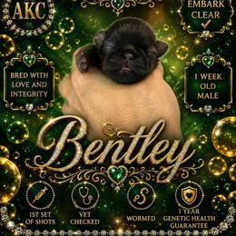 Bentley - Brindle male Shih Tzu puppy in Dallas, Texas from Almost Heaven Shih Tzu