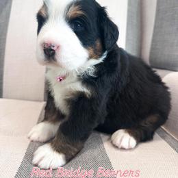 Pink girl - Tri-color female Bernese Mountain Dog puppy in Payson, Utah from Red Bridge Berners