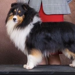 Pumbaa - Shetland Sheepdog