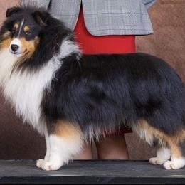 Pumbaa - Shetland Sheepdog