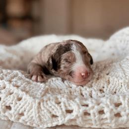 Yosemite, Girl - Chocolate merle female Bernedoodle puppy in Maricopa, Arizona from Desert Ridge Doodles