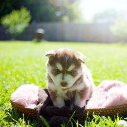 Brown Sugar - Red and white male Pomsky puppy in Trenton, Texas from Blissful Paws Pomskies