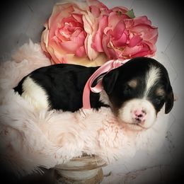 Daisy - Black white and tan female Springerdoodle puppy in Fargo, North Dakota from Dakota SpringerDoodles