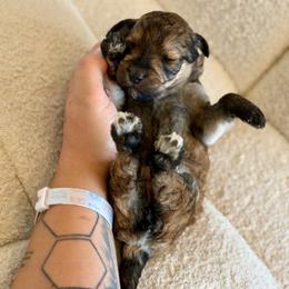 Rose - Sable female Goldendoodle puppy in Twin Falls, Idaho from Burrow & Bone