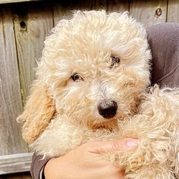 Marshmallow - Bernedoodle puppy in North Carolina from Morteo Bernadoodles