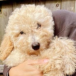 Marshmallow - Bernedoodle puppy in North Carolina from Morteo Bernadoodles