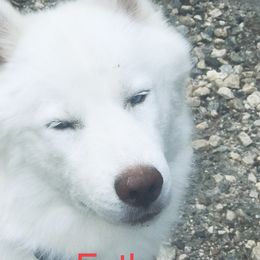 RA - Siberian Husky