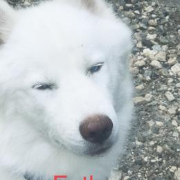 RA - Siberian Husky