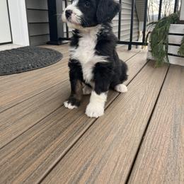 Rusty - Tri-color male Bernedoodle puppy in Holtwood, Pennsylvania from Country Ridge Puppies