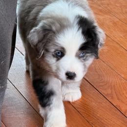 Brigg - Blue merle male Miniature Australian Shepherd puppy in Bronson, Iowa from Crazy Acres Aussies