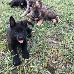 German Shepherd Puppies from Guamany K9 Vomhaus
