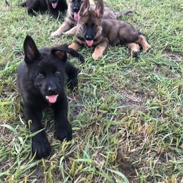 German Shepherd Puppies from Guamany K9 Vomhaus