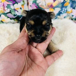Rocket - Black and tan male Morkie puppy in Stockbridge, Georgia from Jenn’s Georgia Morkies and Biewer Terriers
