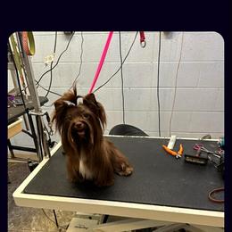 Coco - Yorkshire Terrier