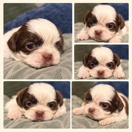 Happy - Chocolate and tan male Shih Tzu puppy in Azusa, California from RJ Shih Tzu lover