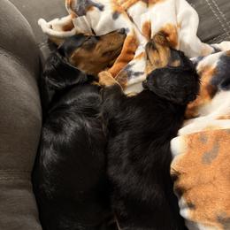 Dachshund Puppies from Birkin’ Paws