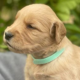 Golden Retrievers from Golden Child Kennel