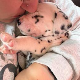 Light Blue Collar Female - White and black female Dalmatian puppy in Colome, South Dakota from KB Ridgebacks and Dals, LLC