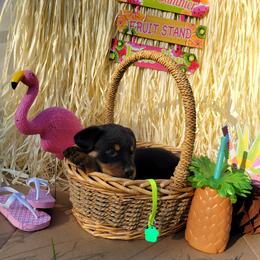 Rottweiler Puppies from C & J Rottweilers