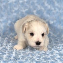 Winston - White male Miniature Schnauzer puppy in Ely, Nevada from Great Basin Miniature Schnauzers
