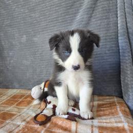 Echo - Blue male Border Collie puppy in Gary, Indiana from Lake Ridge Border Collies