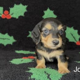 Jolly - Black and cream male Dachshund puppy in Poteau, Oklahoma from Sisters Dazzling Dachshunds