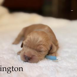 Paddington - Buff male Cockapoo puppy in Alexandria, Alabama from Bright and Beautiful Cockapoos and Doodles
