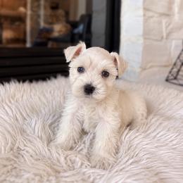 Prince - White male Miniature Schnauzer puppy in Richmond, Texas from Poodles of the south