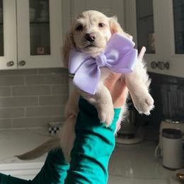 Clover 5000 - Cream female Dachshund puppy in Summerfield, Florida from Dachshundly Perfect