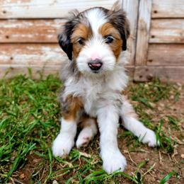 Magnolia - Blue merle female Bernedoodle puppy in Gilbert, Arizona from San Tan Doodles