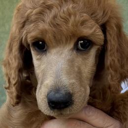 Caroline (Yellow Collar) - Red  female Poodle puppy in Fairfield, California from Choice Red Standards
