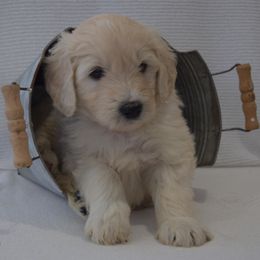 Goldendoodle and Golden Retriever Puppies from Magical Goldens