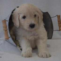 Goldendoodle and Golden Retriever Puppies from Magical Goldens