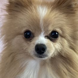 Bear - Pomeranian
