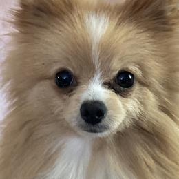 Bear - Pomeranian