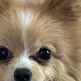 Bear - Pomeranian