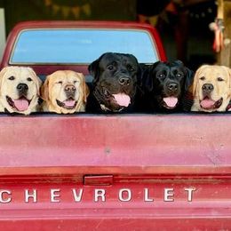 Labrador Retrievers from Ducky Labradors