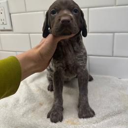 Orange Girl - Liver female German Shorthaired Pointer puppy in White Salmon, Washington from Holding Hands Farm