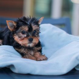 Beautiful Girl - Blue and gold female Yorkshire Terrier puppy in Stanton, California from Essence of Grace Yorkies